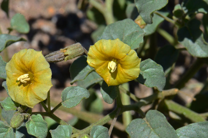 Yellow Nightshade Groundcherry blooms from February to October. Plants are found in dry gravelly areas and rocky flats or slopes. Physalis crassifolia 